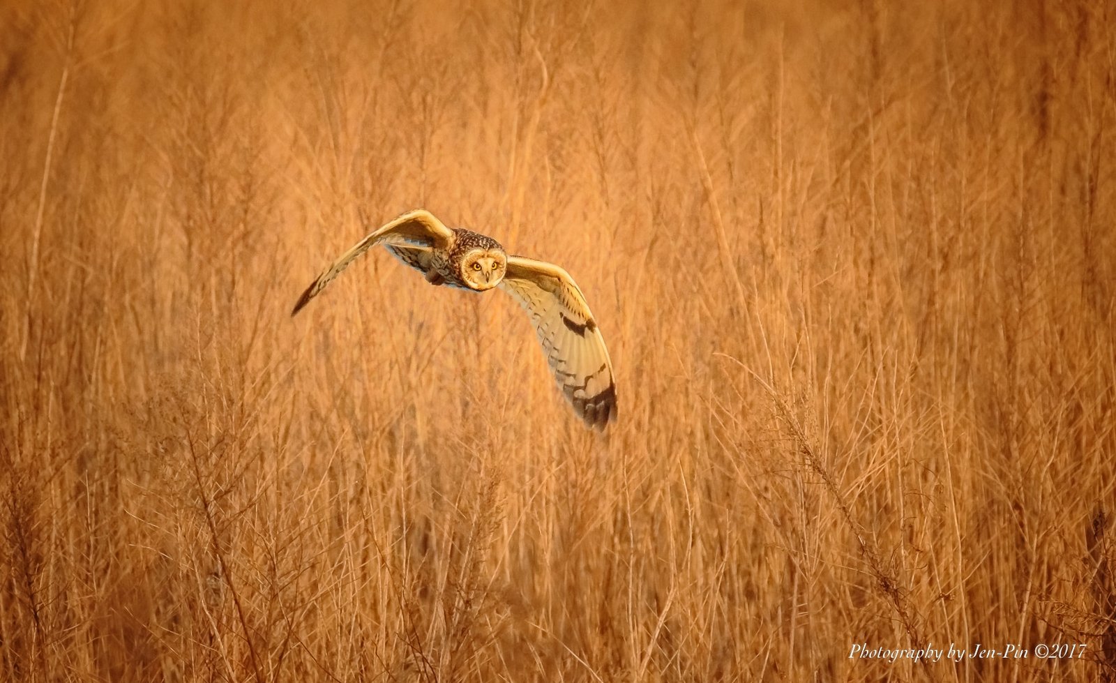 短耳鴞 Short-Eared Owl