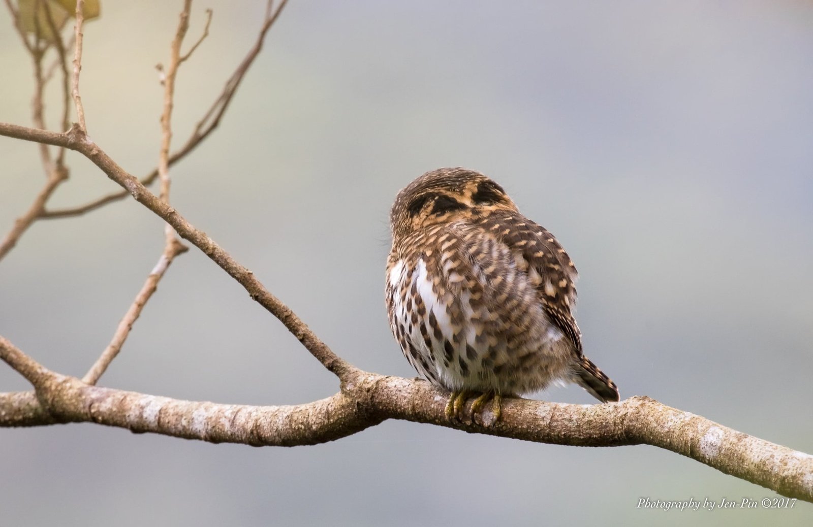 鵂鶹的假眼 Barred Owlet ©Photography Jen-Pin LIN 林仁斌