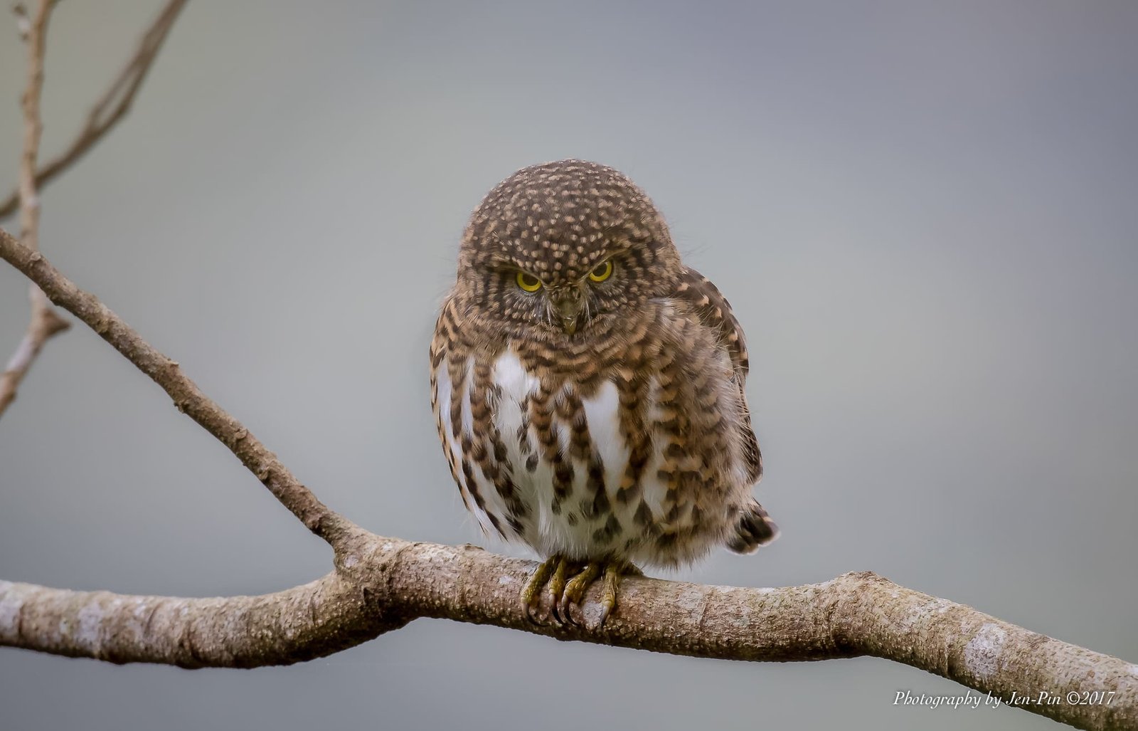 鵂鶹 Barred Owlet ©Photography Jen-Pin LIN 林仁斌