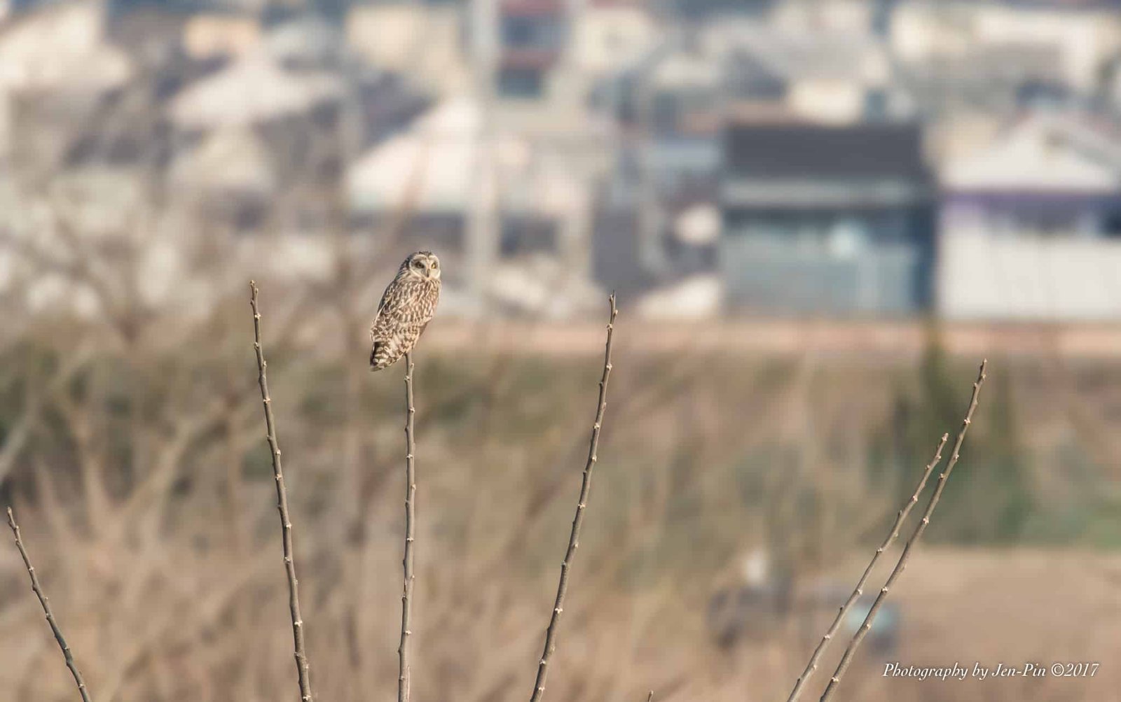 短耳鴞 Short-Eared Owl
