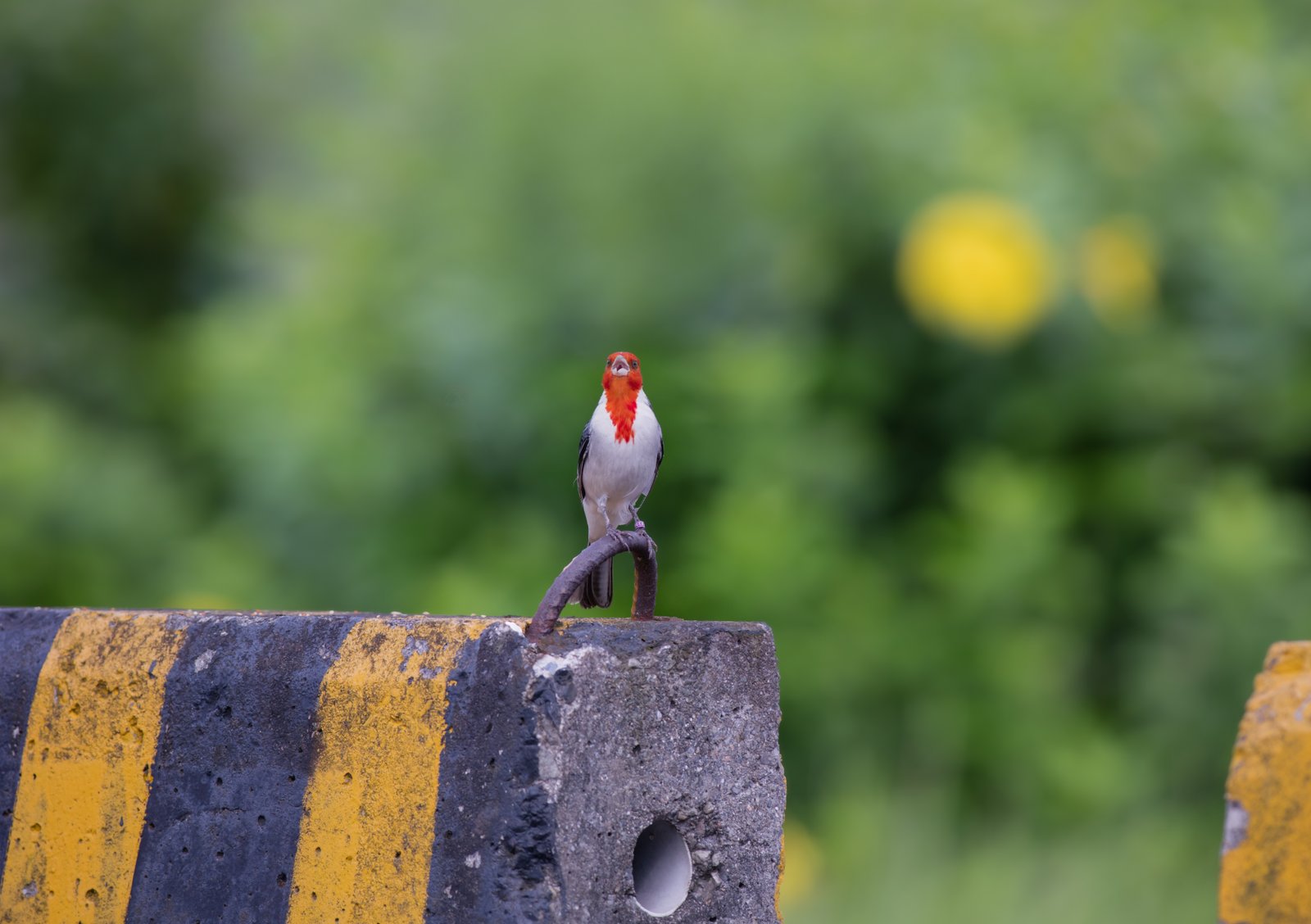冠紅臘嘴雀（Red-crested Cardinal）©Photography Jen-Pin LIN 林仁斌