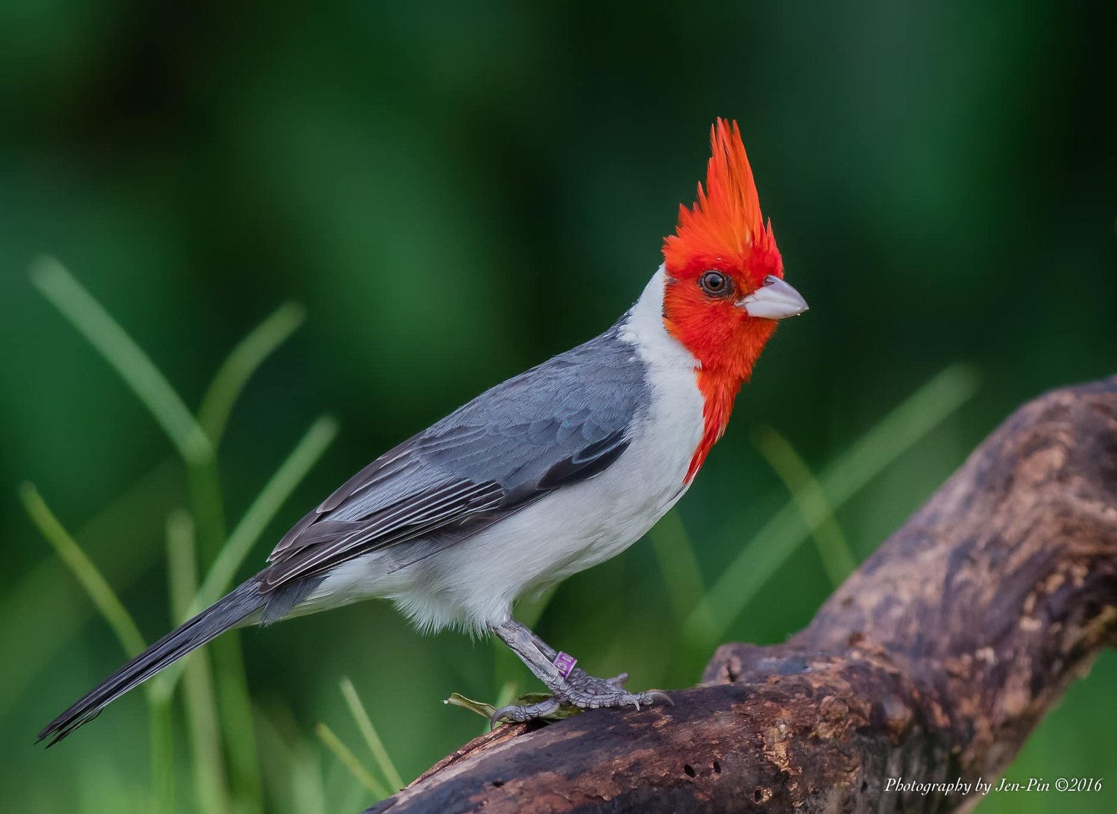 冠紅臘嘴雀（Red-crested Cardinal）©Photography Jen-Pin LIN 林仁斌