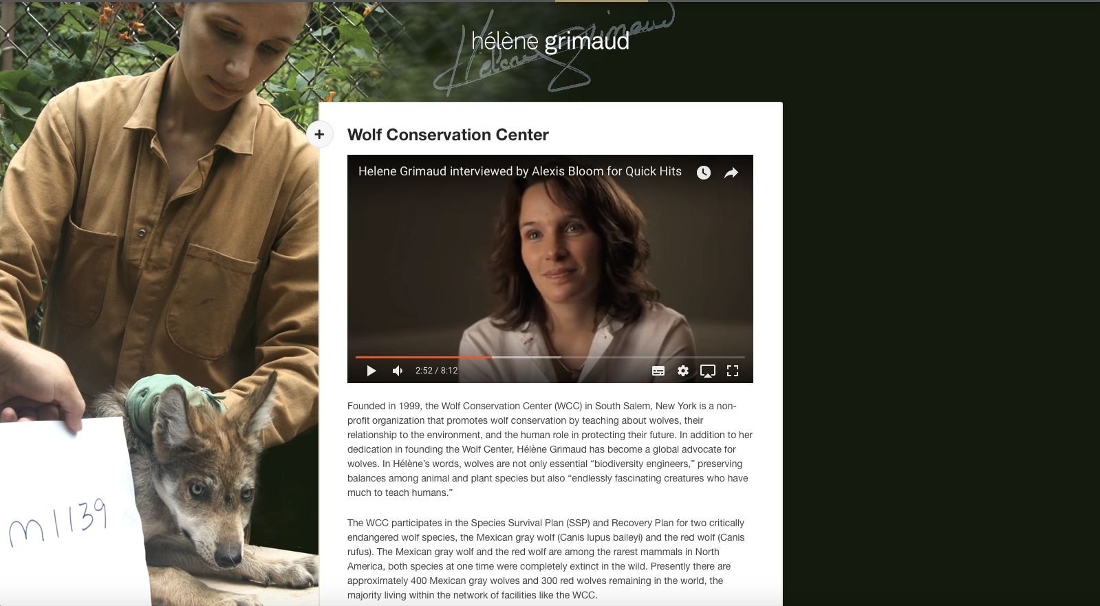 葛莉茉總是真誠地關注野狼的保育與生存環境議題